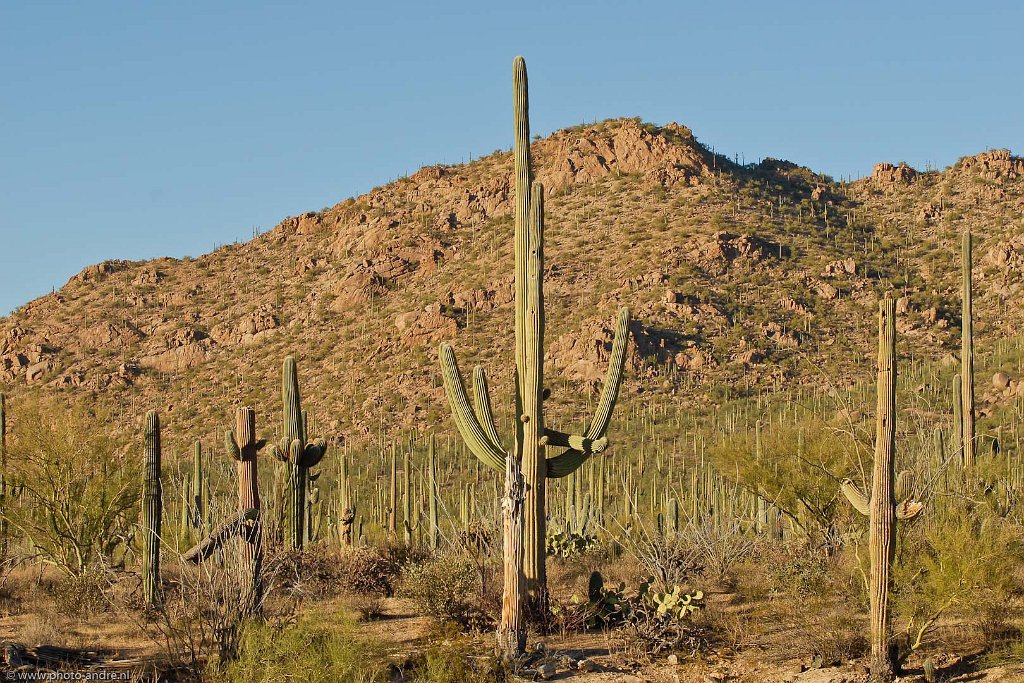 72-24112010USA_LND1929.jpg - (Old) Tucson Area, Arizona